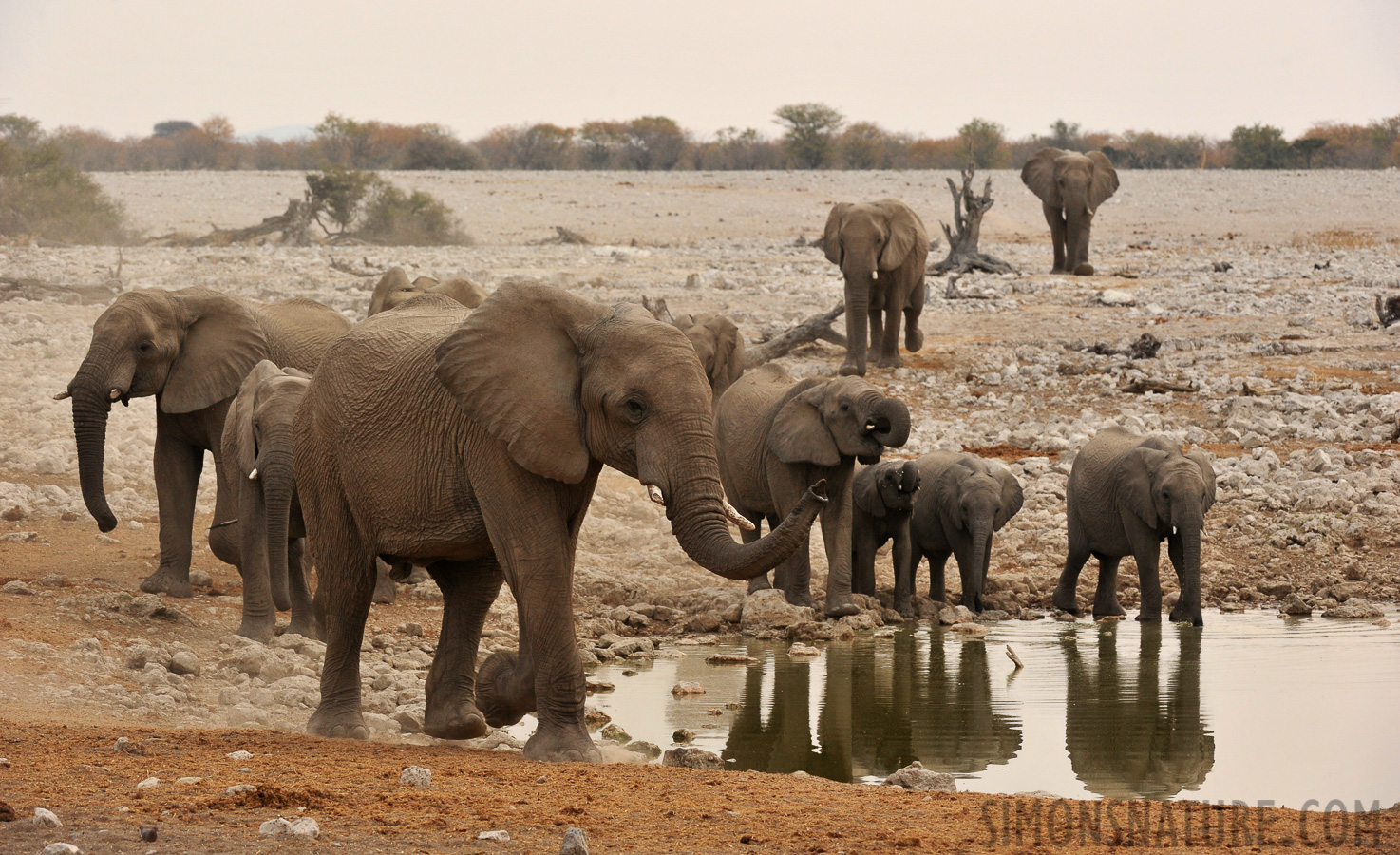 Loxodonta africana [200 mm, 1/400 sec at f / 9.0, ISO 1000]